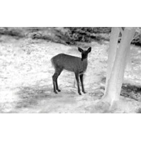 Guide Thermal Imaging Device - Front Attachment TA435 3 Guide Thermal Imaging Device - Front Attachment TA435 - Afbeelding 3